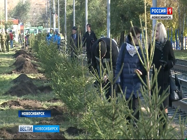 В Новосибирске высадили 80 елей на улице Вертковской