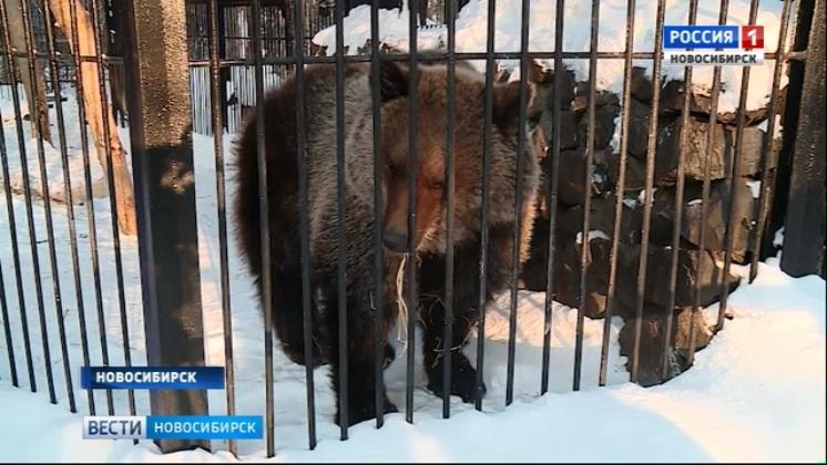 Медведи Новосибирского зоопарка не впали в спячку
