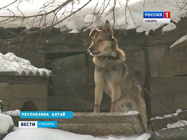 В Горном Алтае на почтальонов нападают бродячие собаки