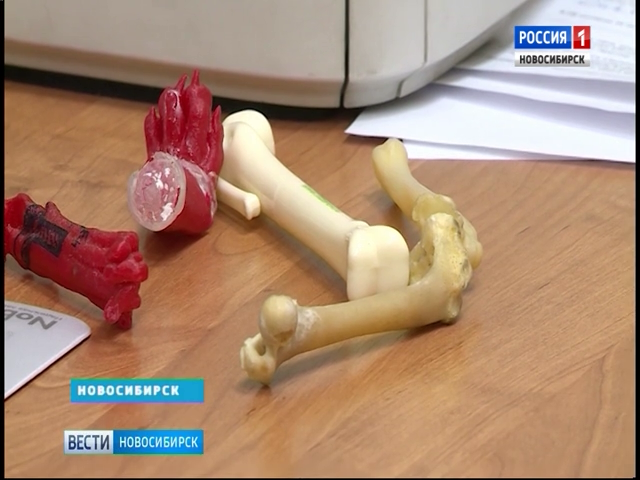 Новосибирские ветеринары изготовят протезы для Дружка из Улан-Удэ
