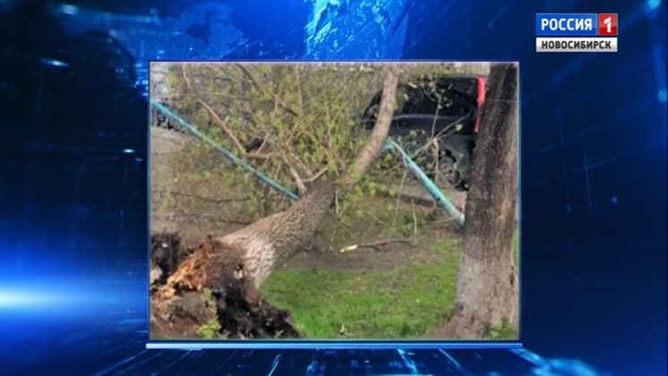 Ночной шторм повалил деревья в нескольких районах Новосибирска