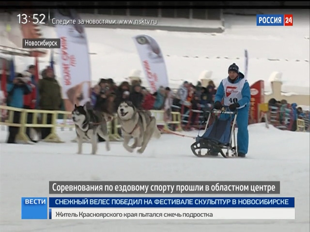Соревнования по ездовому спорту прошли в Новосибирске
