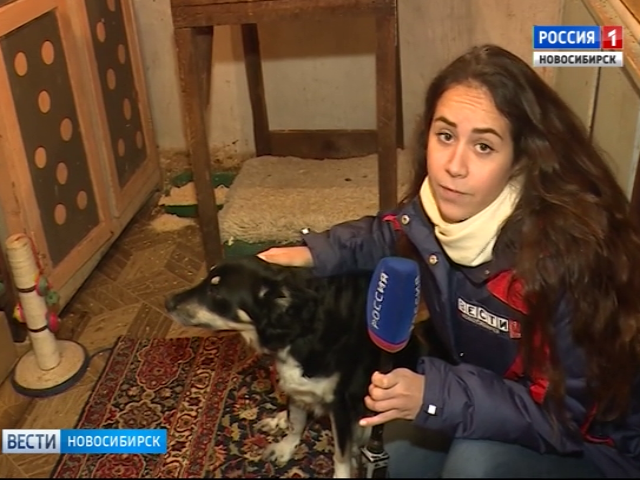 Новосибирские ветеринары спасли собаку, сбитую машиной