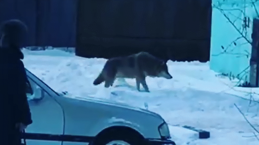 «Офигеть, волк!»: гуляющего по Татарску хищника сняли на видео местные жители