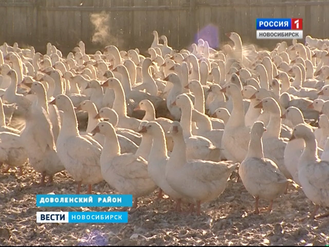 В Новосибирской области начали заготовку гусей к новогоднему празднику