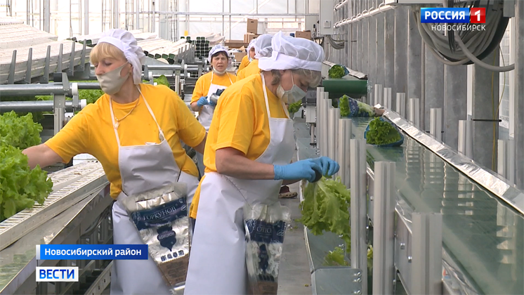 Тепличный комплекс по выращиванию салатов открыли под Новосибирском