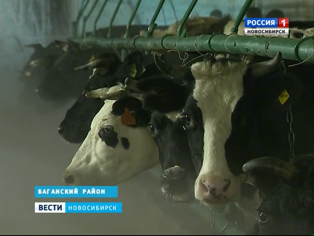 Иллюминацию включат коровам села Вознесенское при встрече Нового года
