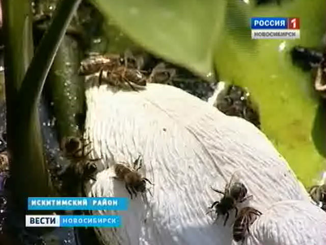 Жителей поселка Агролес в Искитимском районе атакуют пчелы