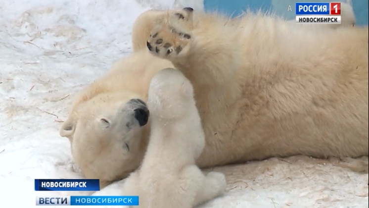 Новорожденные медвежата выходят на первые прогулки в Новосибирском зоопарке: милота