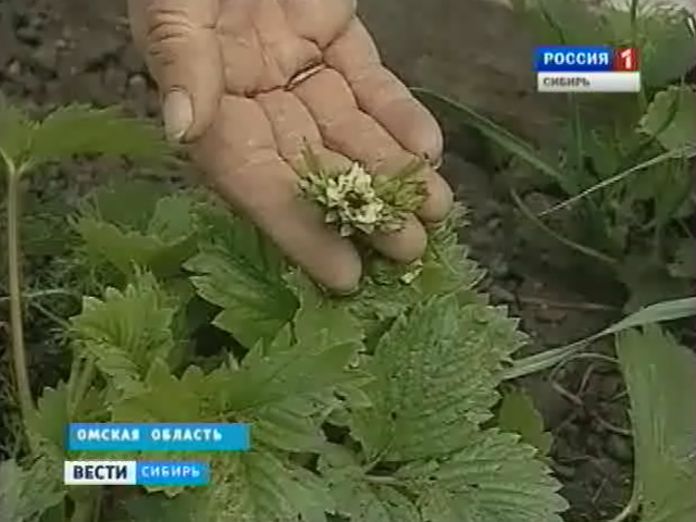 На западе Сибири садоводы спасают посадки от заморозков