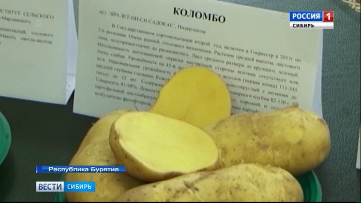 В Бурятии начали собирать урожай картофеля