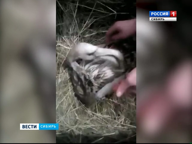 Спасенного в Красноярске фламинго передадут специалистам местного зоопарка