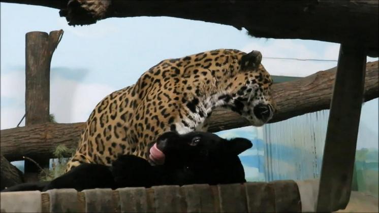 Ягуары новосибирского зоопарка Белла и Порги показали свою любовь друг к другу