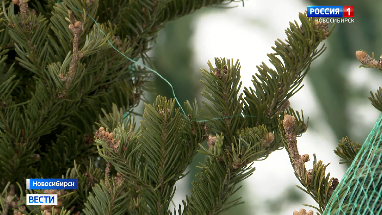 В Новосибирске открыли первую точку по продаже новогодних ёлок