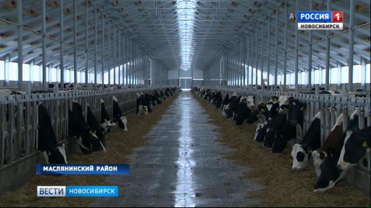 В Новосибирской области построят крупнейший в России сырный завод