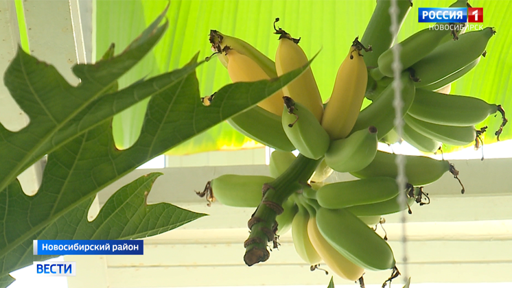 Бананы и лайм вырастил в своей оранжерее житель Краснообска