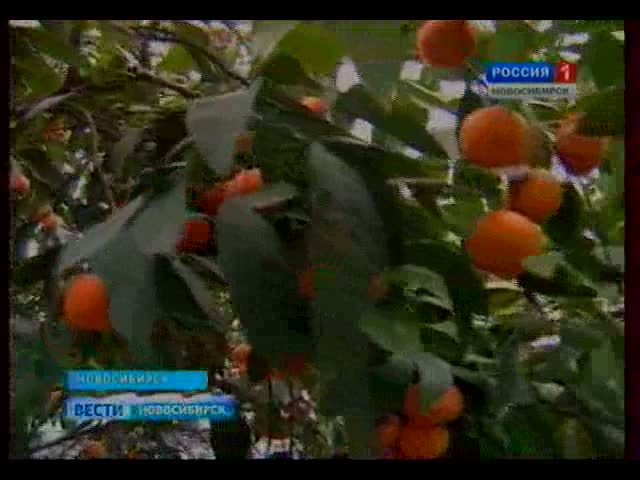 В Сибири можно выращивать килограммовые лимоны и мандарины!