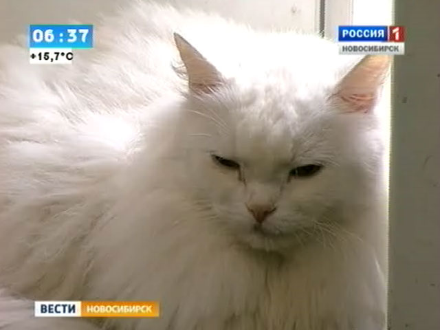 В Новосибирске живет кот, у которого больше, чем 9 жизней