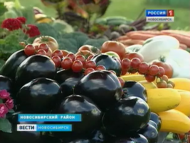 Местные агрохозяйства могут обеспечить продовольственную безопасность Новосибирской области