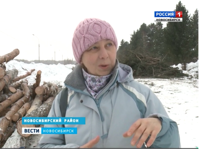 Жители Краснообска в панике: в поселке орудуют лесорубы