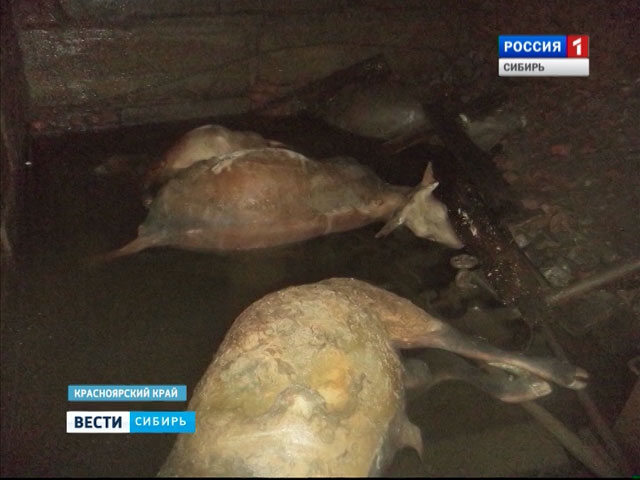 В Красноярском крае в заброшенной котельной обнаружили скотомогильник