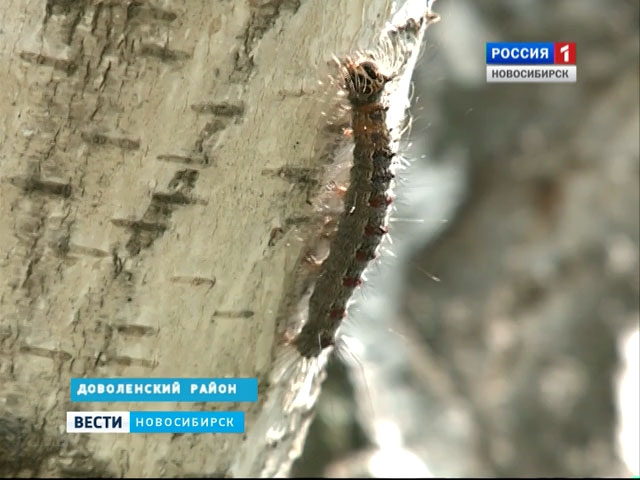 В Новосибирской области бушует непарный шелкопряд