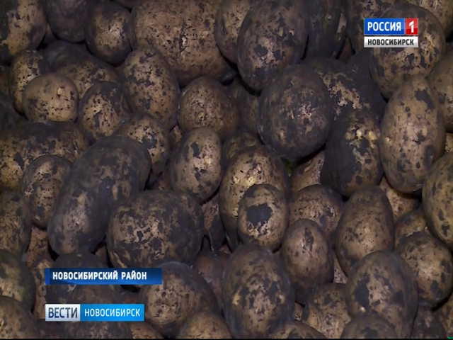 Новосибирские картофелеводы начинают подводить итоги уборочной кампании