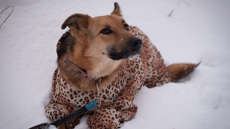 В Новосибирске ищут дом собаке, которую пытались сжечь с будкой 
