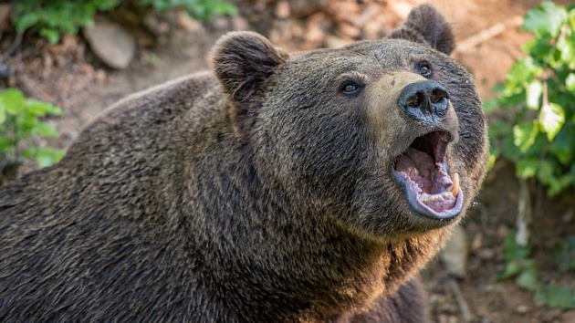 Опасного медведя застрелят в Колыванском районе Новосибирской области
