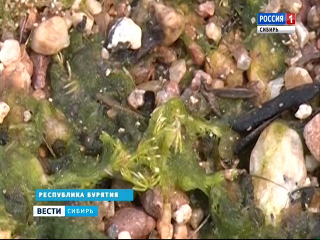 Власти Бурятии требуют запретить фосфатные порошки ради спасения Байкала