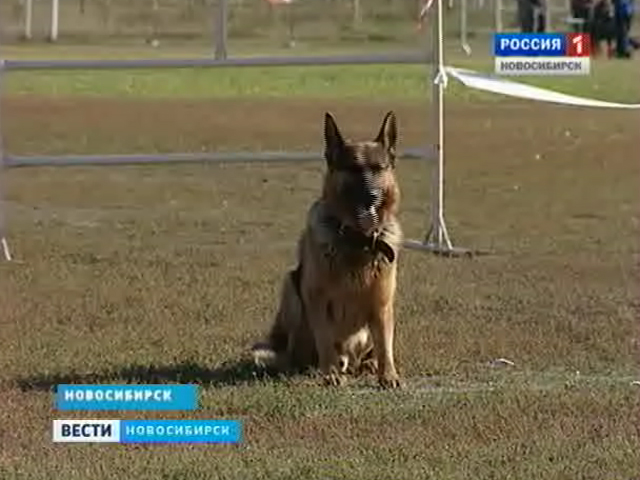 Фестиваль собак всех пород прошел в Новосибирске