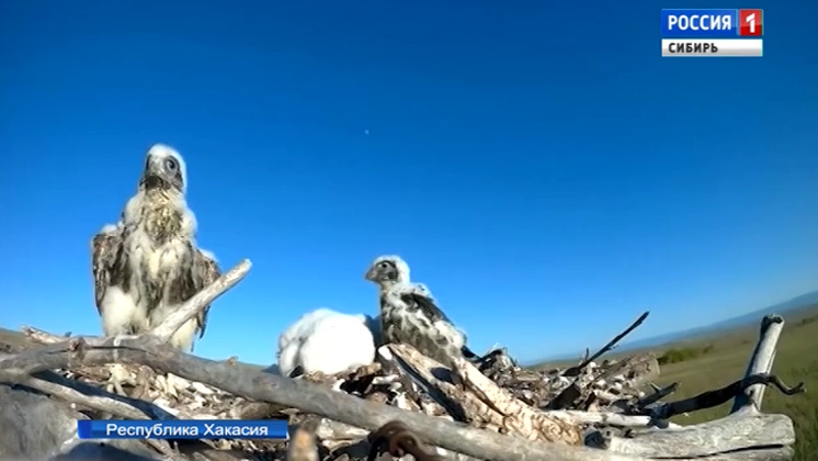 Ученые Всемирного фонда защиты природы продолжают операцию по спасению соколов-балобанов в Сибири