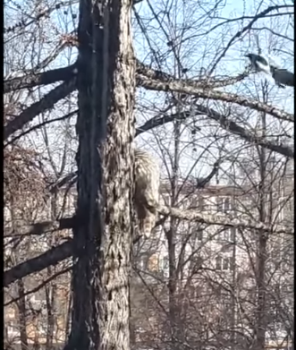 В Кузбассе очевидцы сняли нападение сорок на сову