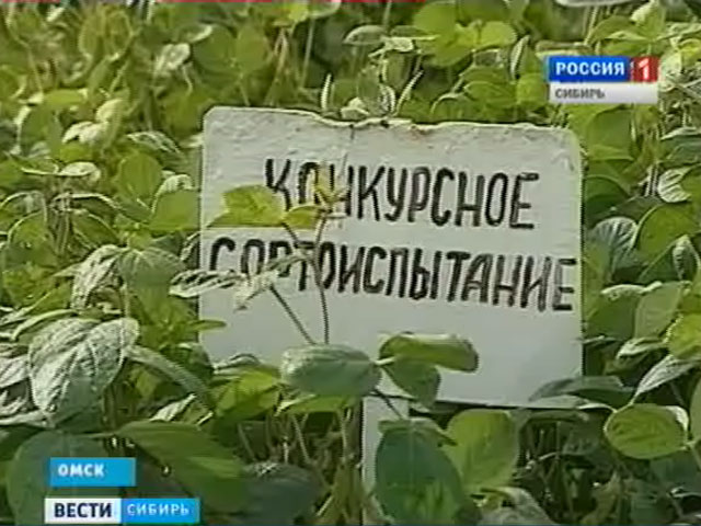 План продвижения на мировой сельхозрынок. Что планируют продавать сибирские крестьяне?