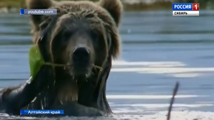 В лесах Алтайского края охотоведы начали перепись медведей