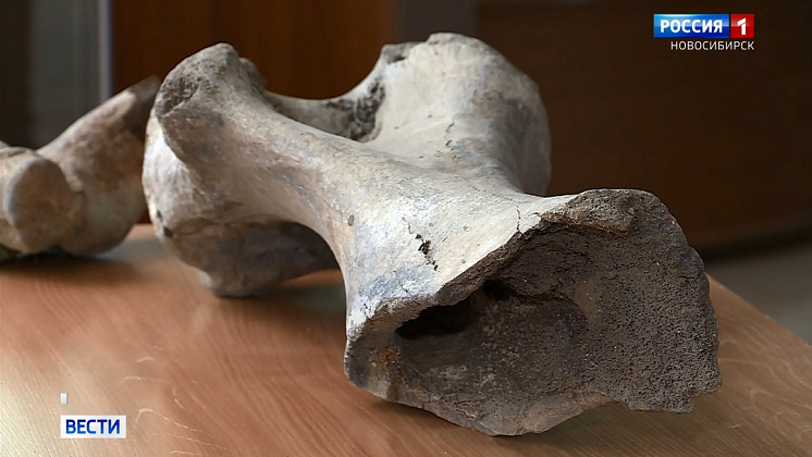 Гигантскую кость нашли в реке Бердь жители Новосибирской области 