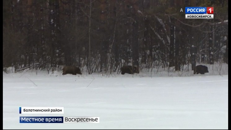 В лесах Новосибирской области начали перепись диких животных