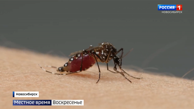 Куда подевались комары? Учёные рассказали о причинах отсутствия насекомых в июле