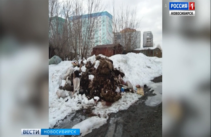 Куча костей и останков прямо в городе: ужасная находка удивила новосибирцев
