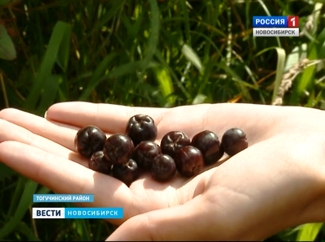 В Тогучинском районе собирают урожай черноплодной рябины