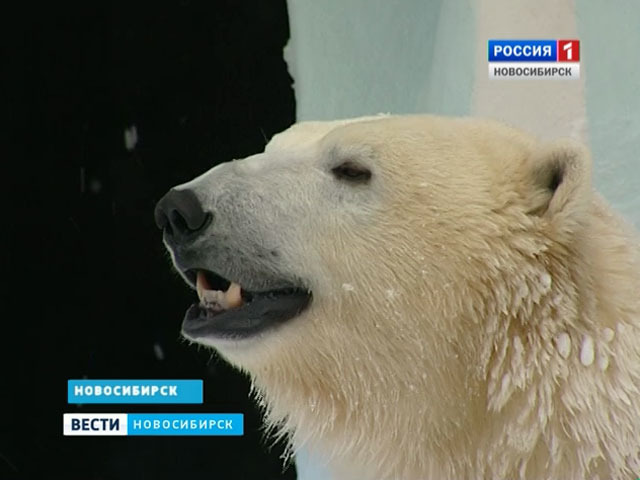 Звезды новосибирского зоопарка отмечают День полярного медведя