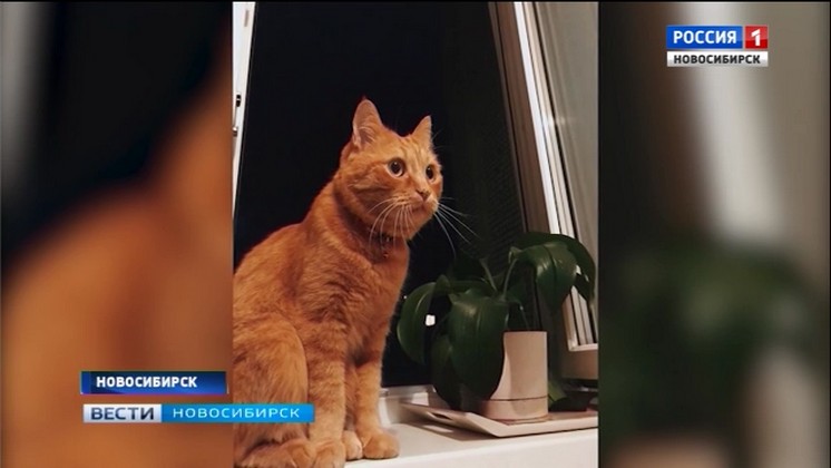 Живодер убил кота Мотю в Академгородке: все подробности