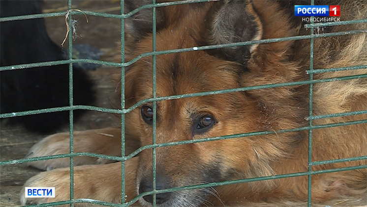 Крупный приют для бездомных животных в Краснообске оказался на грани закрытия