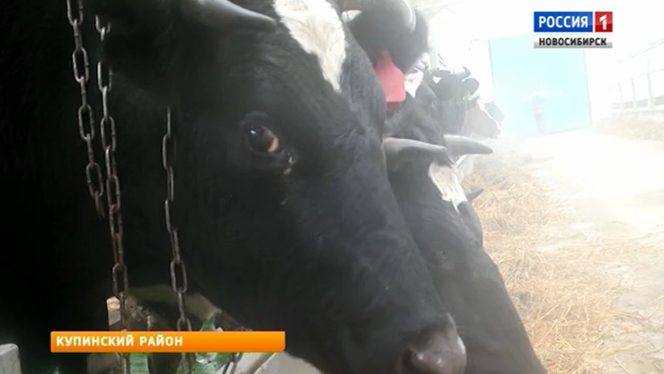 Профилакторий для коров открыли в одном из хозяйств Купинского района