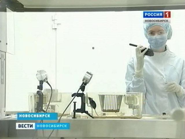 Новосибирские ученые экспериментируют с активацией иммунной системы