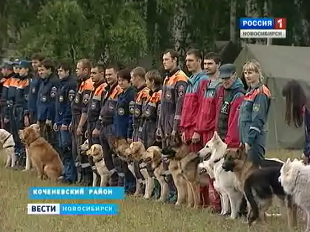 Соревнования четвероногих спасателей и их наставников проходят в Новосибирской области