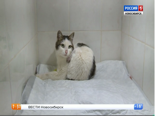 Новосибирские волонтеры спасают замученную живодерами кошку Лапушку