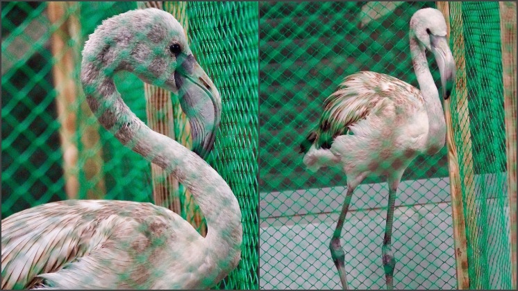 В новосибирском зоопарке выходили отбившегося от стаи розового фламинго