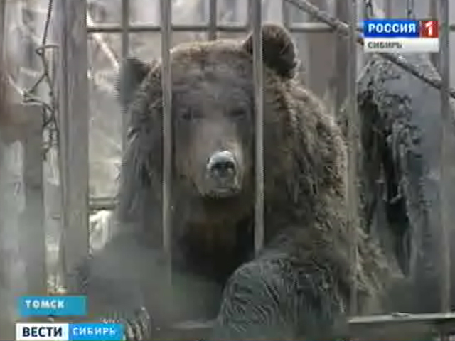 В Томске появились шокирующие фото останков зверей, обитавших в частном зоопарке