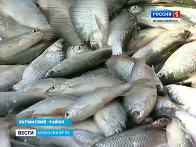 Специалисты подсчитывают рентабельность зарыбления озер в Новосибирской области